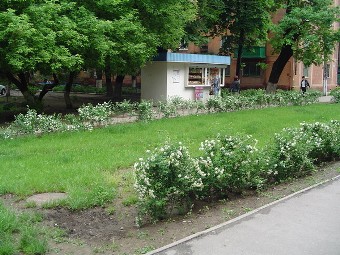 Жыныстық қатынас кезінде күйеуі жалайды видео